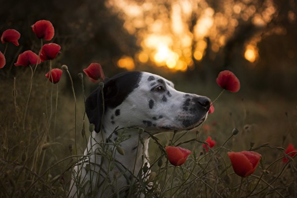 Assessoria especializada para pets