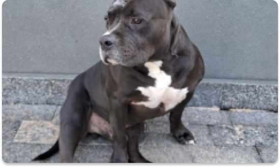 Toretto, pet viajando para Portugal