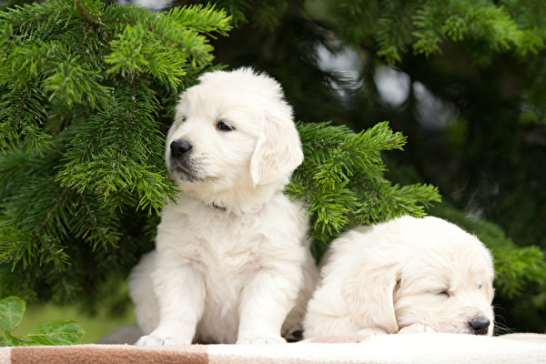 Consultoria personalizada para pets