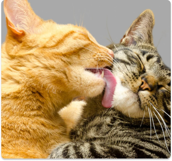 Documentos para pets